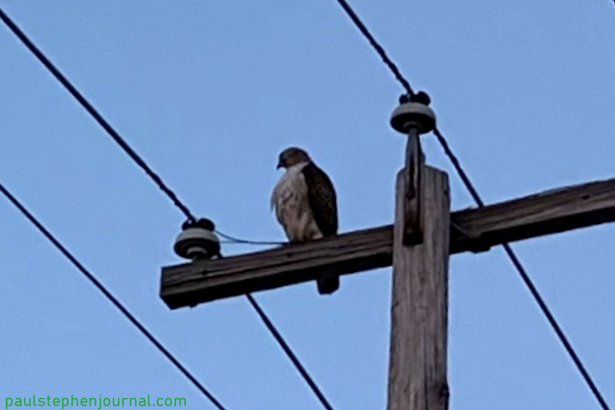 Can You Identify This Bird of Prey?